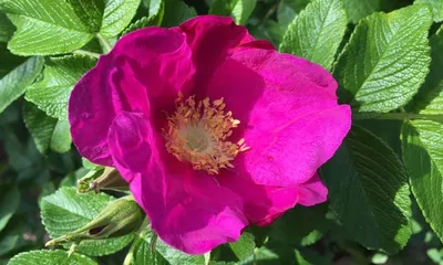 Rosa rugosa Alba — Роза морщинистая (Шиповник морщинистый)… | Flickr