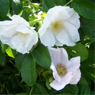 Роза морщинистая Aльба (Rosa rugosa Alba)
