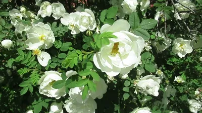 Купить саженцы Роза морщинистая \"Rosa rugosa\" оптом из питомника в Москве и  России, цена от 450 | Озеленение Горзел — Горзел