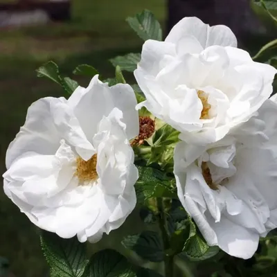Шиповник белый или роза морщинистая Альба #шиповник#шиповникбелый - YouTube
