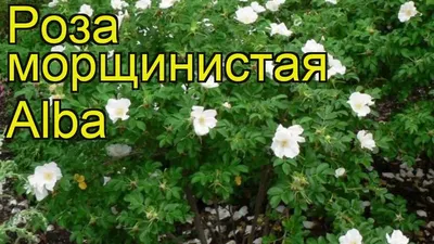 Шиповник (Роза) морщинистый \"Альба\" | Атлас × Растений