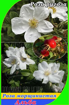 Роза морщинистая Рубра (шиповник) | питомник растений Зелёный город