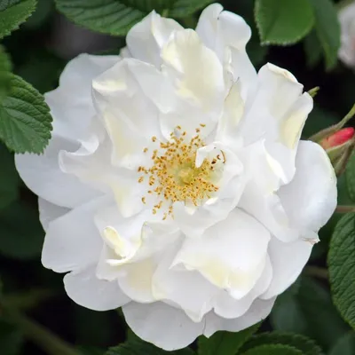 Шиповник морщинистый Альба Rosa rugosa Alba - купить декоративные и хвойные  растения с доставкой по Украине в магазине Добродар