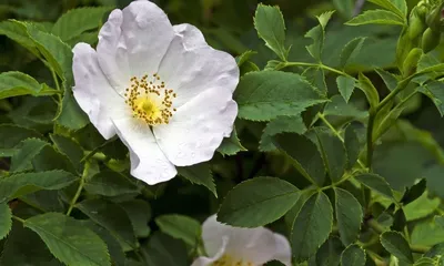 Роза морщинистая (шиповник) Альба: купить в Москве саженцы Rosa rugosa Alba  в питомнике «Медра» по цене от 560 руб