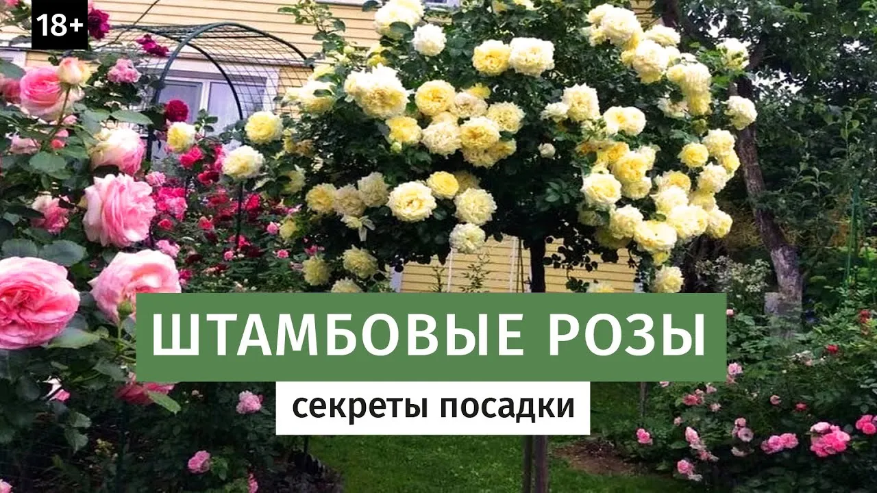 Штамбовая Роза Посадка И Уход Фото Цена