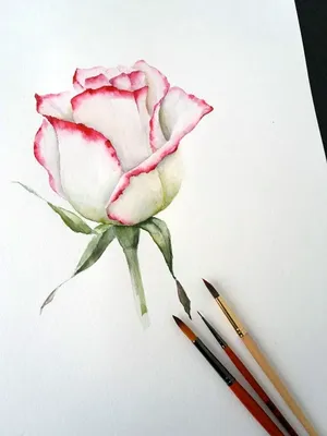 карандашный набросок розы, идеи винтажного дизайна, раскраски розы, Роза  фон картинки и Фото для бесплатной загрузки