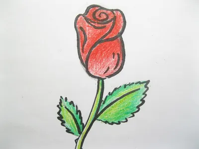 Как нарисовать красивую розу карандашом