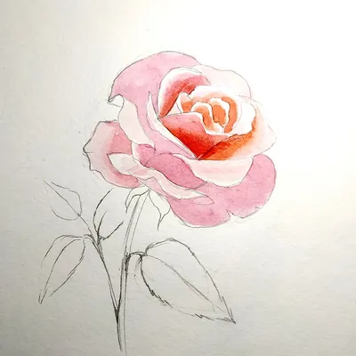 Фото нарисованной розы (74 фото) »