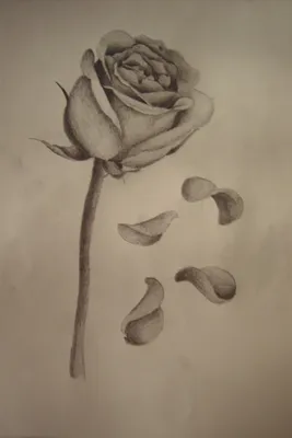Роза нарисованная карандашом - 82 фото