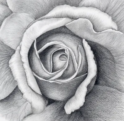 Цветы для срисовки лёгкие розы (53 шт)... | Интересный контент в группе  Wallpaper chill 4k - wallpapershigh.com