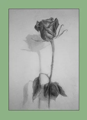Цветы для срисовки розы (53 шт)