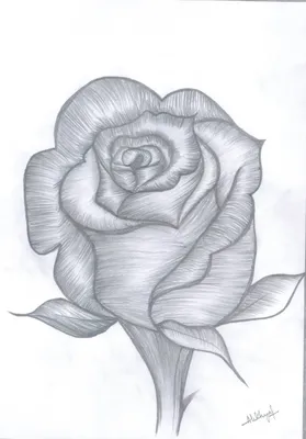 Роза красивая рисунок - 85 фото