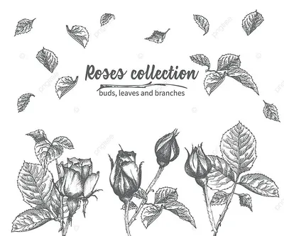 Рисунок Розы Цветочный рисунок Эскиз, роза, Цветочная композиция, карандаш,  флорибунда png | PNGWing