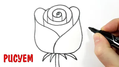 Как Нарисовать Бутон Розы (49 Фото)