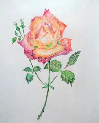 Yavdoshina_ART - Розы, нарисованные простым карандашом.... | Facebook