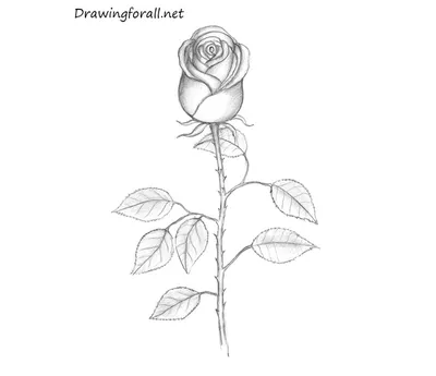 Еще один урок по рисованию розы простым карандашом