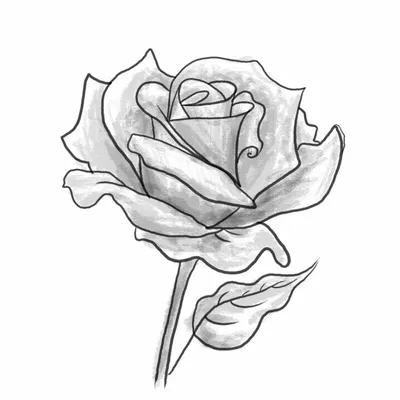 Простые рисунки роза для начинающих (47 фото) » рисунки для срисовки на  Газ-квас.ком