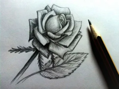 Нарисованная роза легко - 61 фото