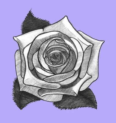 рисунок карандашом роза