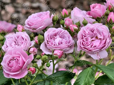 Rose Nautica - 100 Stems – PetalDriven