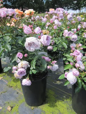 ✿⊱❥ NAUTICA - Eden Roses Ecuador | Rose flower, Beautiful flowers, Rose buds