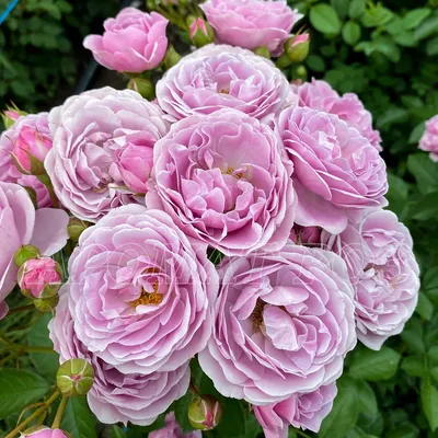 Nautica Roses - Florabundance Wholesale Flowers