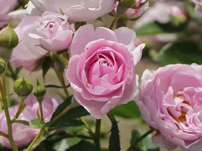 Schnittrose 'Nautica'®, Rosa 'Nautica'® - GartenBaumschule Becker