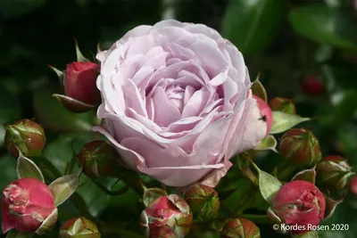 Nautica Rose Flower Head in the Guldenmondplantsoen Rosarium in Boskoop  Stock Image - Image of people, nature: 253684773