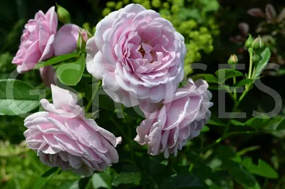 Tea Hybrid Rose Rosa Nautica, Lavender Flowers Stock Image - Image of tens,  thousands: 229548247