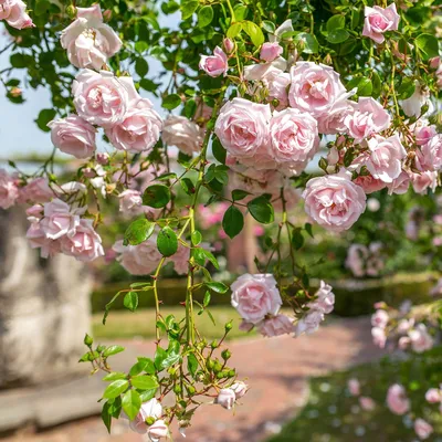 New Dawn | Climbing Rose | David Austin Roses