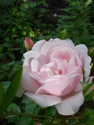 Rosa 'New Dawn' (Everblooming Dr. W. VanFleet, New Dawn, New Dawn Climbing  Rose, The New Dawn) | North Carolina Extension Gardener Plant Toolbox