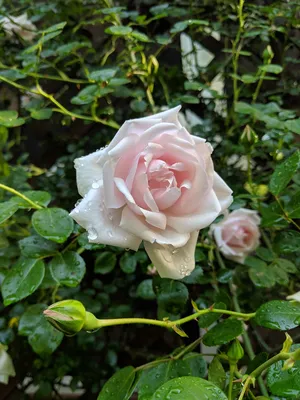 Roses DUCHER - Climbing rose New Dawn