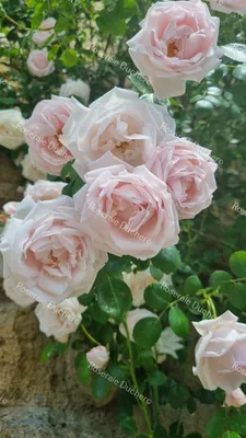 New Dawn Climbing Rose, Climbing Roses: Edmunds' Roses