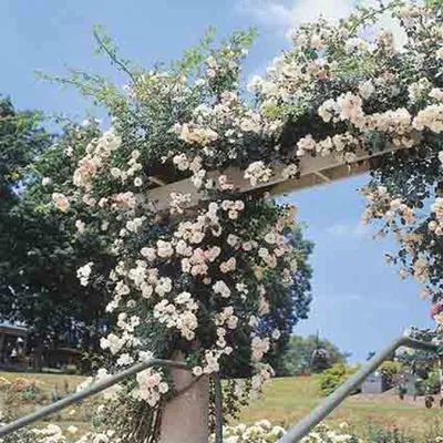 Our Instagram Followers Are Obsessed With This Gorgeous Climbing Rose