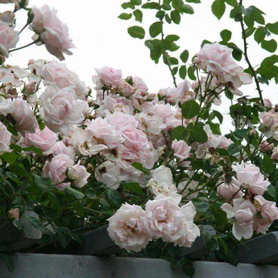 New Dawn Climbing Rose - Shop Roses | Spring Hill