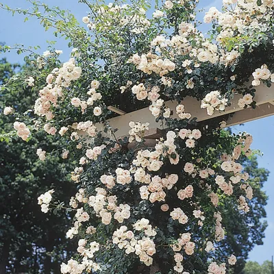 New Dawn Climbing Rose, Climbing: J.W. Jung Seed Company