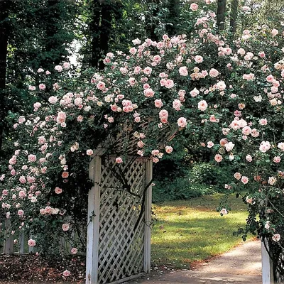 CLIMBING ROSE NEW DAWN – Hinsdale Nurseries – Welcome to Hinsdale Nurseries