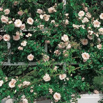 Rose 'New Dawn' | White Flower Farm