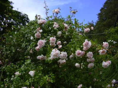 GARDENER'S WORD: POLLINATING INSECTS LOVE NEW DAWN CLIMBING ROSE