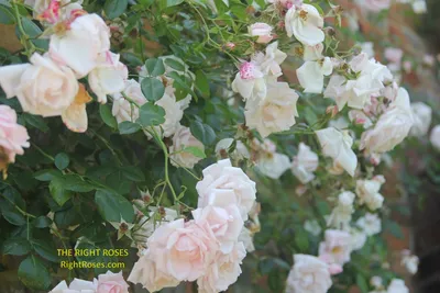 Rosa 'New Dawn' syn. Rosa 'The New Dawn', Rose 'New Dawn' (Climbing) -  uploaded by @StNicks