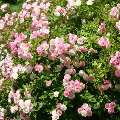 Buy Rosa New Dawn (Climbing Rose) in the UK