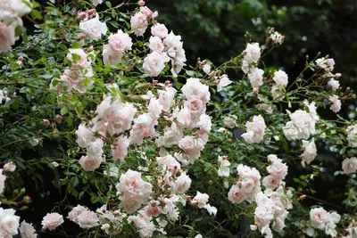 Photo of the bloom of Rose (Rosa 'New Dawn') posted by zuzu - Garden.org