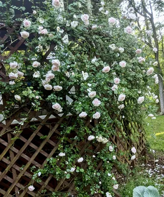 Rosa 'New Dawn' (Everblooming Dr. W. VanFleet, New Dawn, New Dawn Climbing  Rose, The New Dawn) | North Carolina Extension Gardener Plant Toolbox