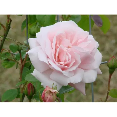 File:Rosa 'New dawn' 01.JPG - Wikipedia