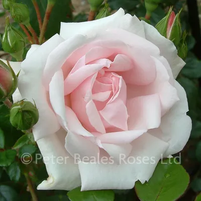 New Dawn (Climbing Rose) | Peter Beales Roses - the World Leaders in Shrub,  Climbing, Rambling and Standard Classic Roses