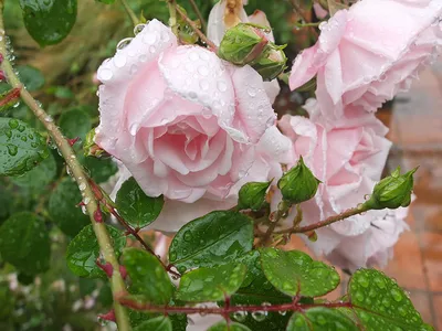 Image Climbing rose (Rosa New Dawn) at an house entrance - 473280 - Images  of Plants and Gardens - botanikfoto