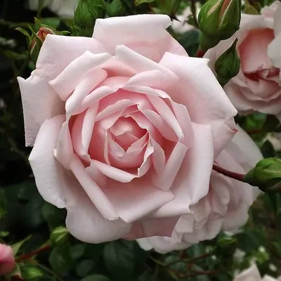 Rosa x 'New Dawn' | Piedmont Carolina Nursery