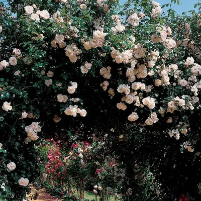 New Dawn | Climbing Rose | David Austin Roses