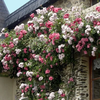 New Dawn Rose Plant Potted | Fragrant Pink Climbing Rose