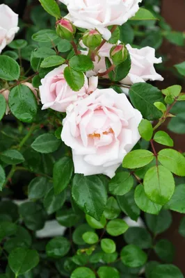 Image Climbing rose (Rosa New Dawn) - 486083 - Images of Plants and Gardens  - botanikfoto